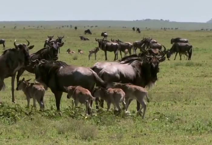 safari in masia mara game reserve